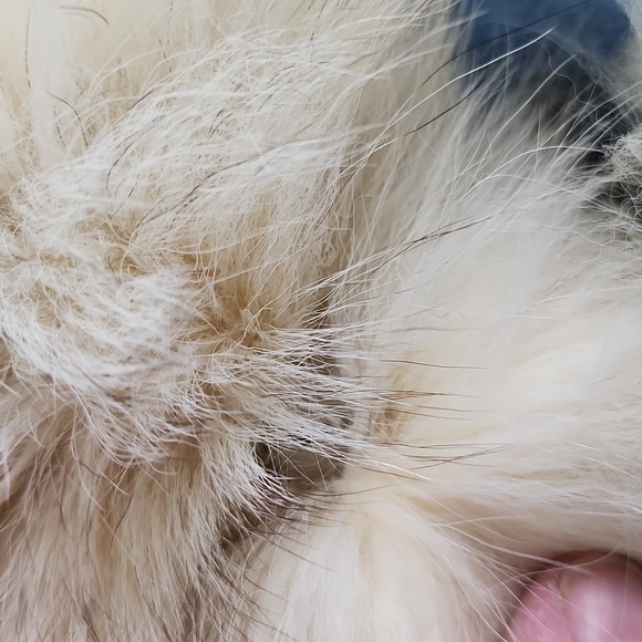 RARE Vintage Hudson's Bay Company 100% pure virgin wool blue coat fur trim MED - Picture 7 of 13